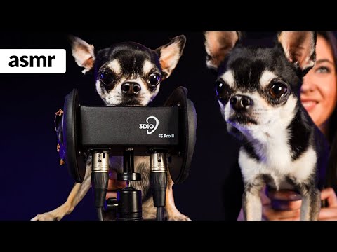 CHIHUAHUA PRÓBUJE ASMR dźwięki ust -  Jak oceniasz? DOG ASMR