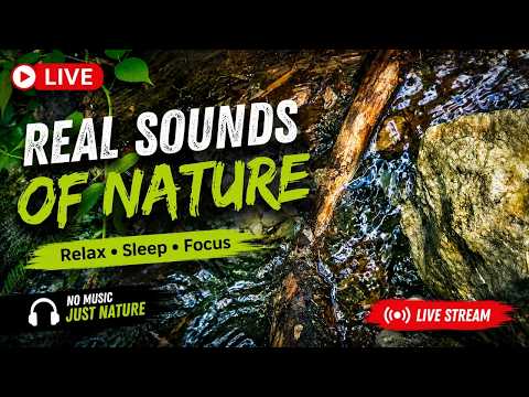 🔴 LIVE Nature Sounds 🌿💦 Peaceful Running Water for Relaxation, Sleep & Focus | No Music