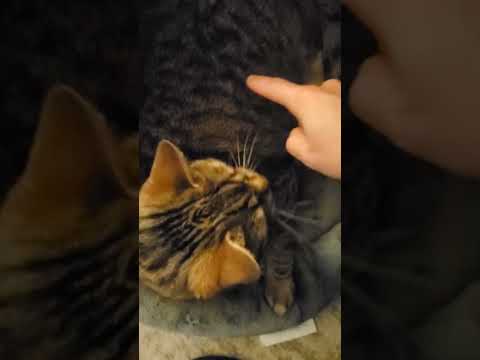 how canadians pet cat