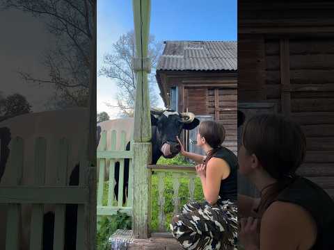 Коровка Мая снова в гостях 🐮 угощаю её грушами