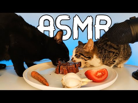 Cat ASMR Mukbang: Cats Eating Wet Food 🐾🍽️🥫🐱