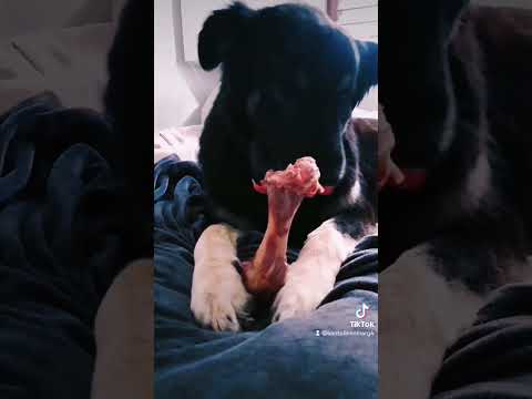 ASMR Comiendo huesito❣️🐕‍🦺 #asmr #asmrsounds #colombia #tiktok #asmrmascota #viral #asmrfood