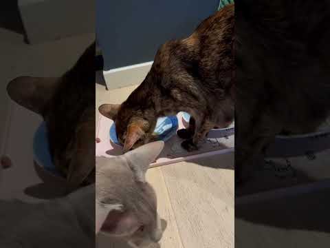 ASMR kitty eating #asmr #lofiasmr