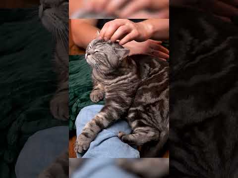 Relaxing Cat ASMR: Soft Purrs + Cute Vibes 🐾✨