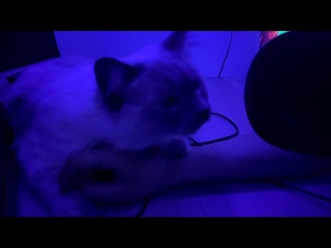 Chaotic + Calming Cat Purring Sounds ASMR (super tingly) 