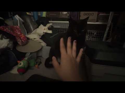 Kitty asmr 