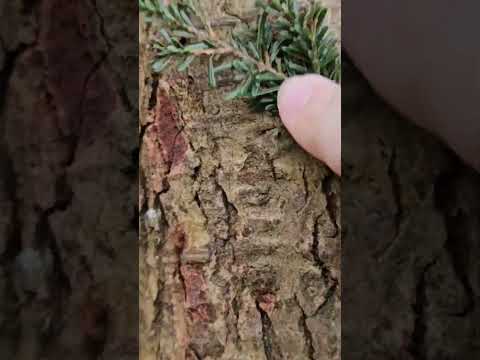 Fast x2 speed ASMR outdoors, join us on a dog walk #nature #labrador #ASMR #fastandagressive #visual
