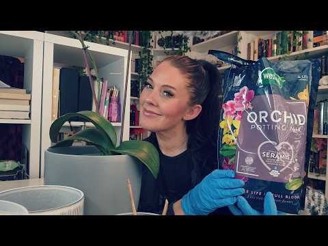 ASMR- Repotting My Orchid 🌸 (Gloves, Dirt, And Whispers)