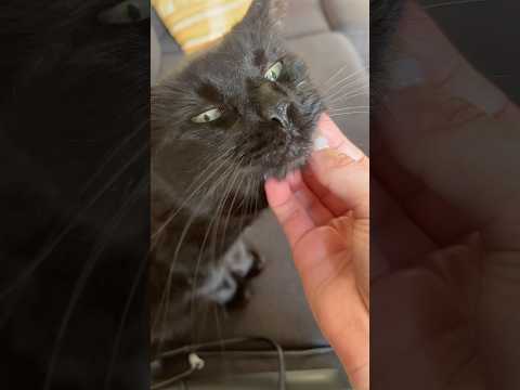#ASMR gratouilles félines 🐈‍⬛✨ #pet #cat #chat #chatnoir #mouthsounds