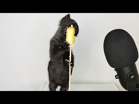 Kitten Eating Sausage ASMR [ Part 5 ]