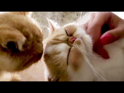*ASMR* Cat Massage, Purring, Licking, Snacking (Whispered)