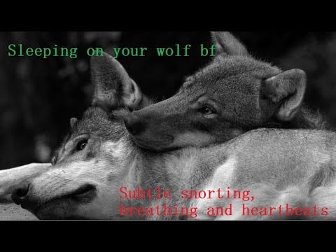 furry asmr/Sleep on your wolf BF/wolf asmr