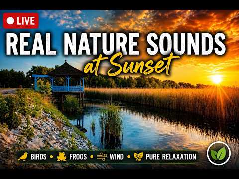 🔴 LIVE Real Nature Sounds at Sunset 🌅 Birds, Frogs & Wind Ambience for Sleep, Relaxation & Study