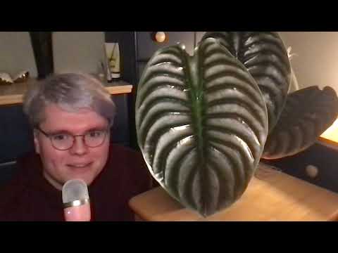 Eclectic ASMR | Gentle Rambling About My Plants