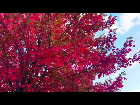 ASMR Feet walking in the red maple leaves relaxing