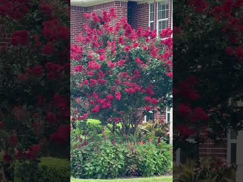 Beautiful Nature ambience #ambient #short