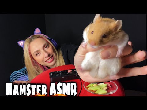 MY PETS TRY ASMR |  🧀 🥒 yiyecekler yiyor 🐹 | Hep bi kaçışta🐹