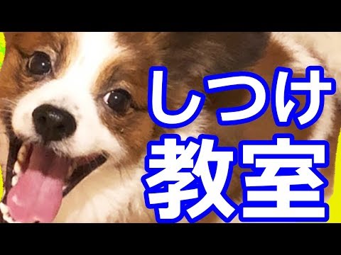 【ペットのしつけ】誰でもできる愛犬の可愛い芸【パピヨントレーニング風景１】