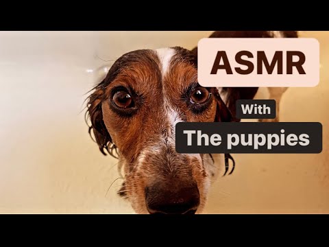 THE PUPPIES | ASMR   :3