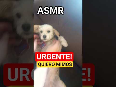 ASMR PERRITA MIMOSA 🐶 #asmr