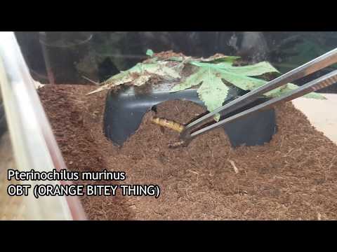 Feeding My Tarantula's