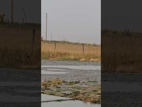 Rain Sounds on a Tin Roof #asmr #shorts