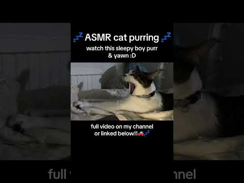 ASMR cat purring & big yawn #asmr #cat #relaxing #sleep #shorts #asmrshorts #purring #catvideos #fyp