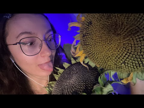 ASMR with a Sunflower 🌻 (very tingly scratching, tapping, removing seeds...) 🤤