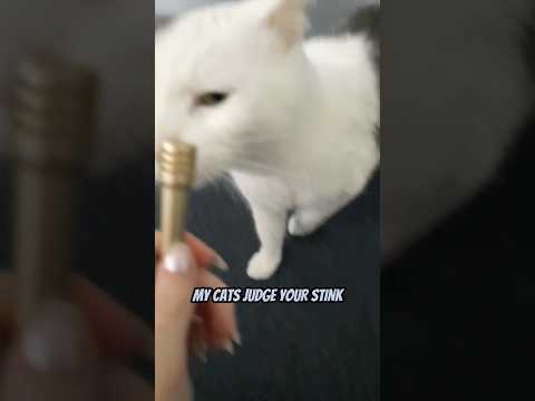 My Cats Judge How You Smell ASMR