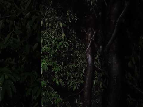 heavy raining at night 🌃#asmr #asmrrain