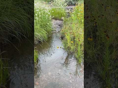 Nature Sounds for Relaxation 🌿| Rain, Thunder, No Talking ASMR