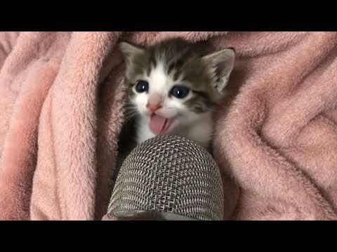 cat make asmr