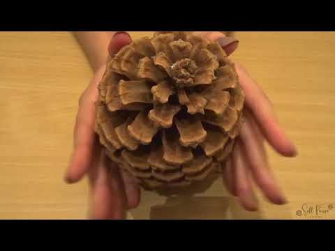 ASMR | Natural tingles | tapping on wood, nuts, pine cones and hay (NO TALKING)
