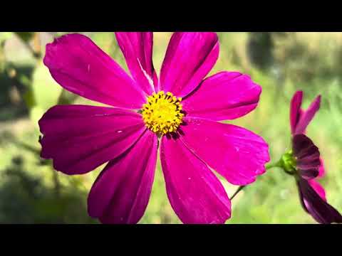 🌿 10-Minute Meditation to Calm Your Mind & Release Anxiety | 4K Nature Relaxation