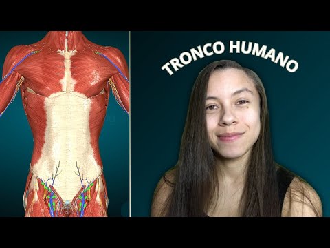 ASMR ANATOMIA TRONCO - Tudo Sobre!