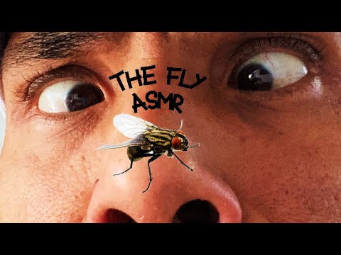 The Fly ASMR (a chaotic vlog)