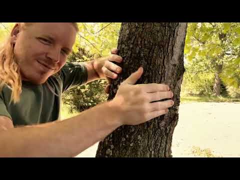 ASMR | Giving The Trees A Massage
