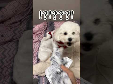 강아지 장난감을 무자비하게 구겨보았다 #puppy #cutedog