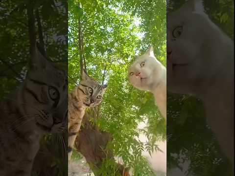 Cat fight behind the scenes 😂 #shorts #funny