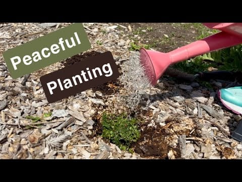 Peaceful Front Yard Gardening 🌿🌸 | No Talking ASMR (Water Sounds, Tapping, Nature Ambience)