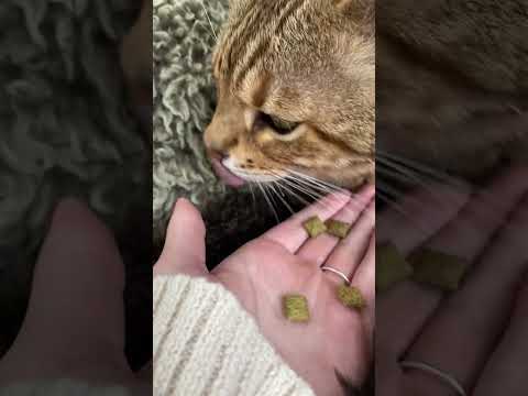 Asmr cat eating sounds