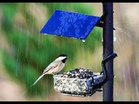 Gravei a chuva caindo no quintal da minha casa - Relaxe após um dia longo de trabalho