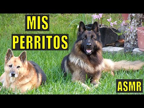 ASMR CON MIS PERROS🐶🐕GERMAN SHEPHERD💦🍖WITH MY DOGS