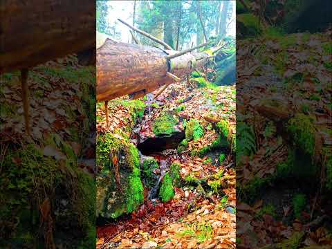 “Relaxing Nature Sounds for Sleep