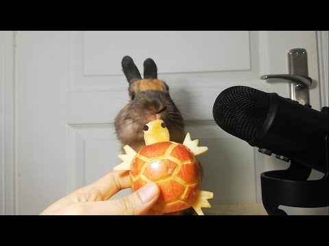 🐰🐢Rabbit Eating Apple Turtle ASMR