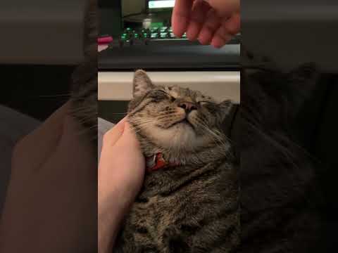 Cat Petted Into Coma