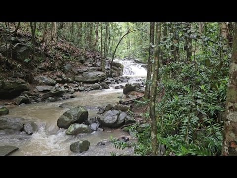A Cool Rainforest Walk To The Waterfall. Rushing Water & Waterfall Sounds . asmr whitenoise🌾