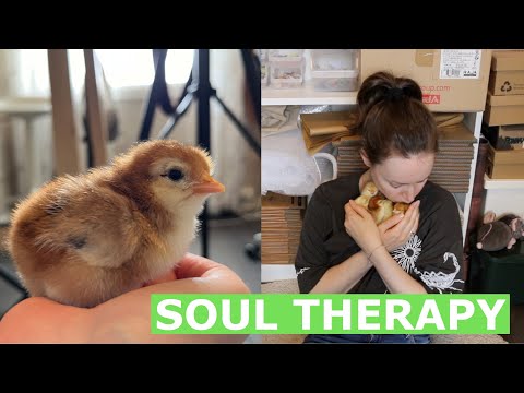 ASMR Whisper 🐥 THEY ARE HERE!!! Take a Nap With My Fluffy Baby Chickens