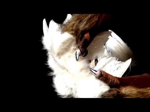 [ ASMR ] White wings & Lycanthrope claws