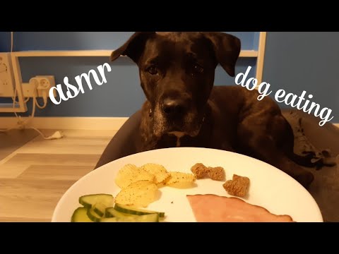 ASMR dog eating🐶 (no talking)